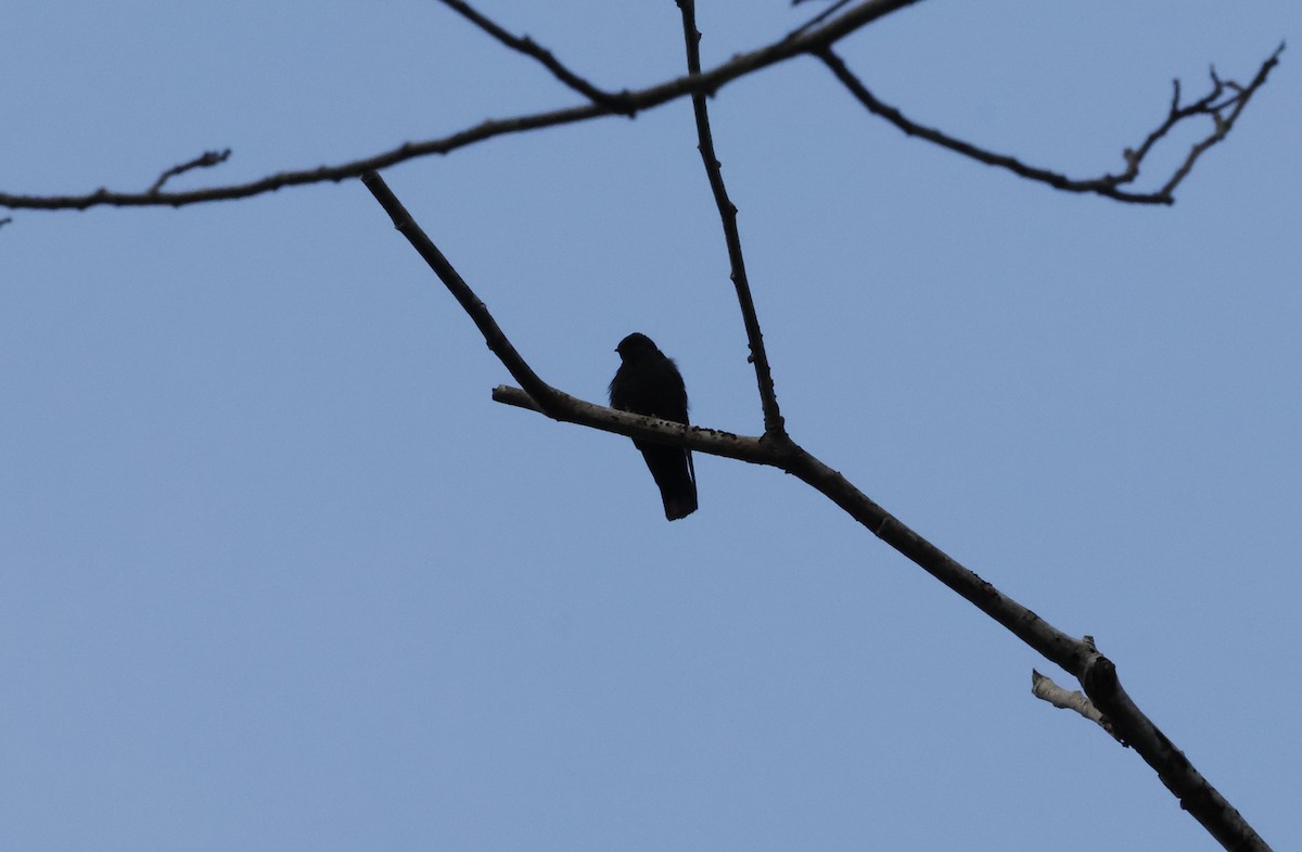 Square-tailed Sawwing - ML627570162