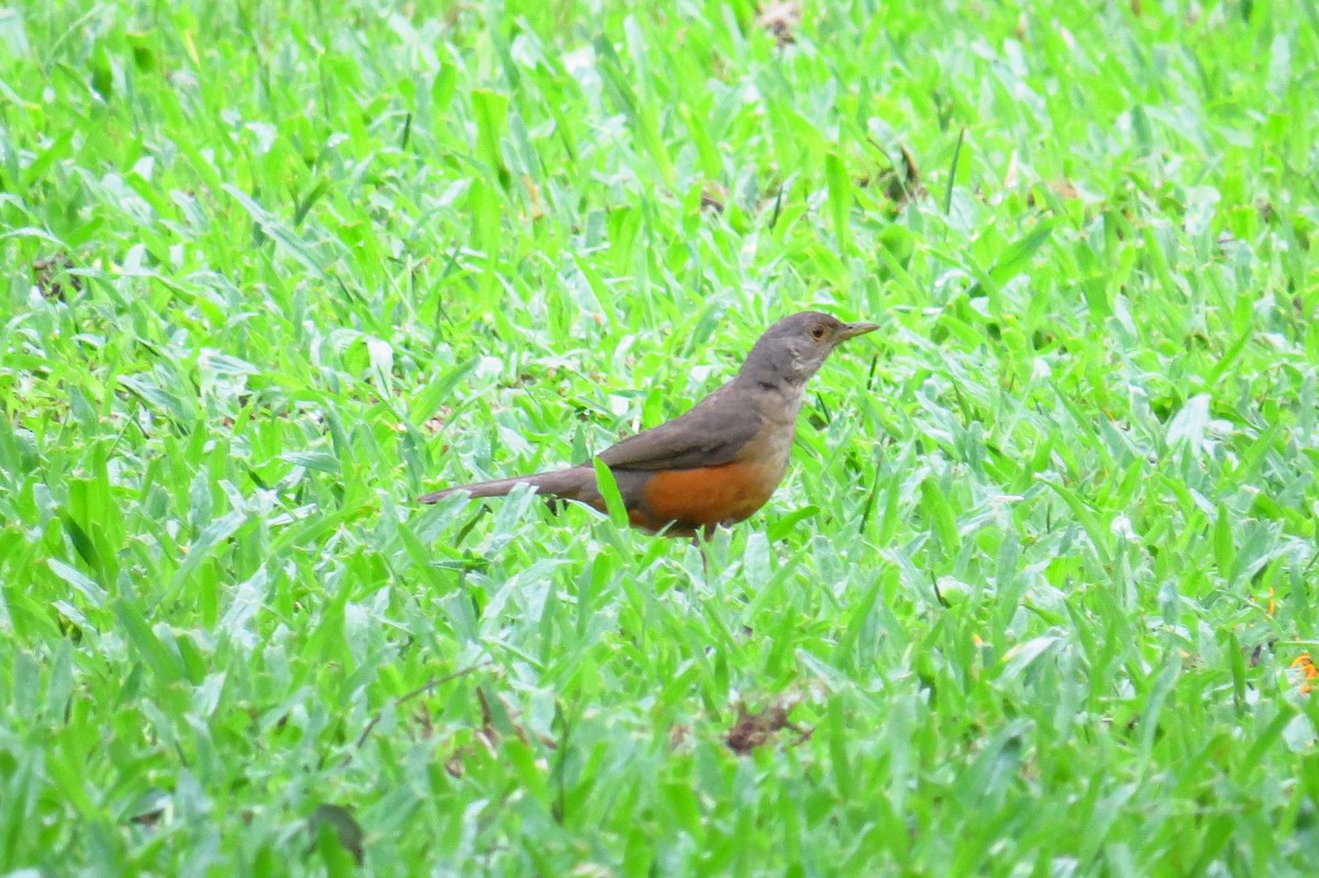 Rufous-bellied Thrush - ML627570165