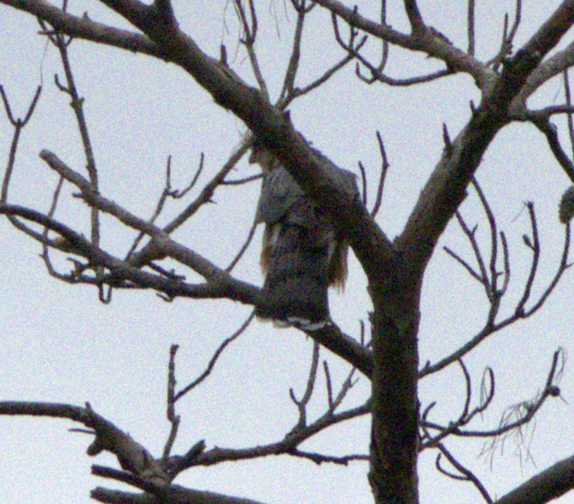 Cooper's Hawk - ML627570169
