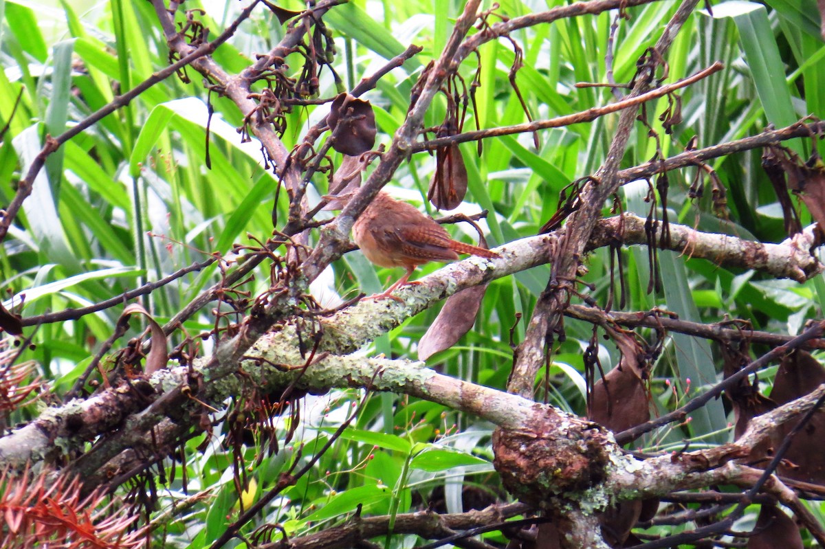 Southern House Wren - ML627570178