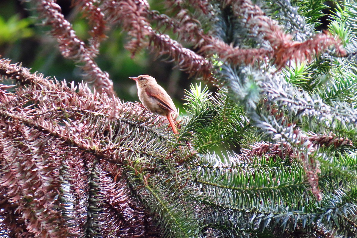 Pallid Spinetail - ML627570290