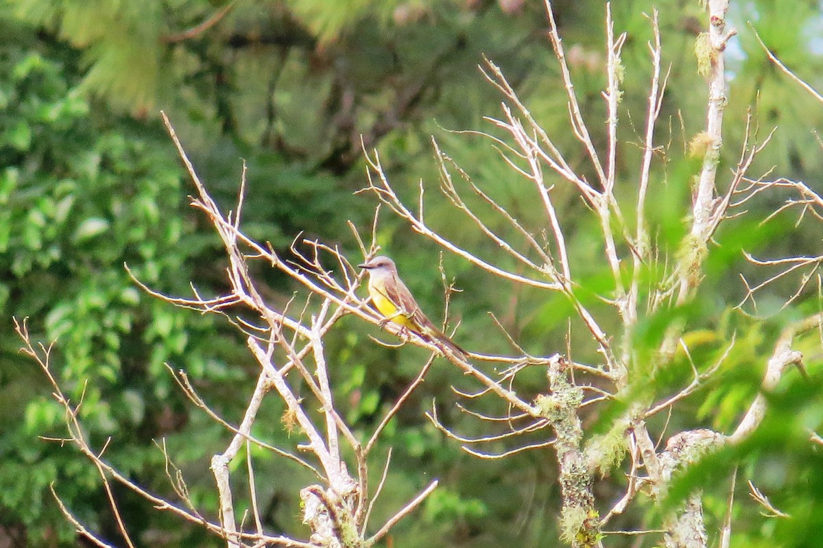 Tropical Kingbird - ML627570317