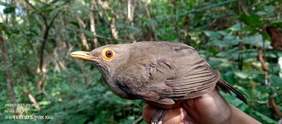 Spectacled Thrush - ML627570349