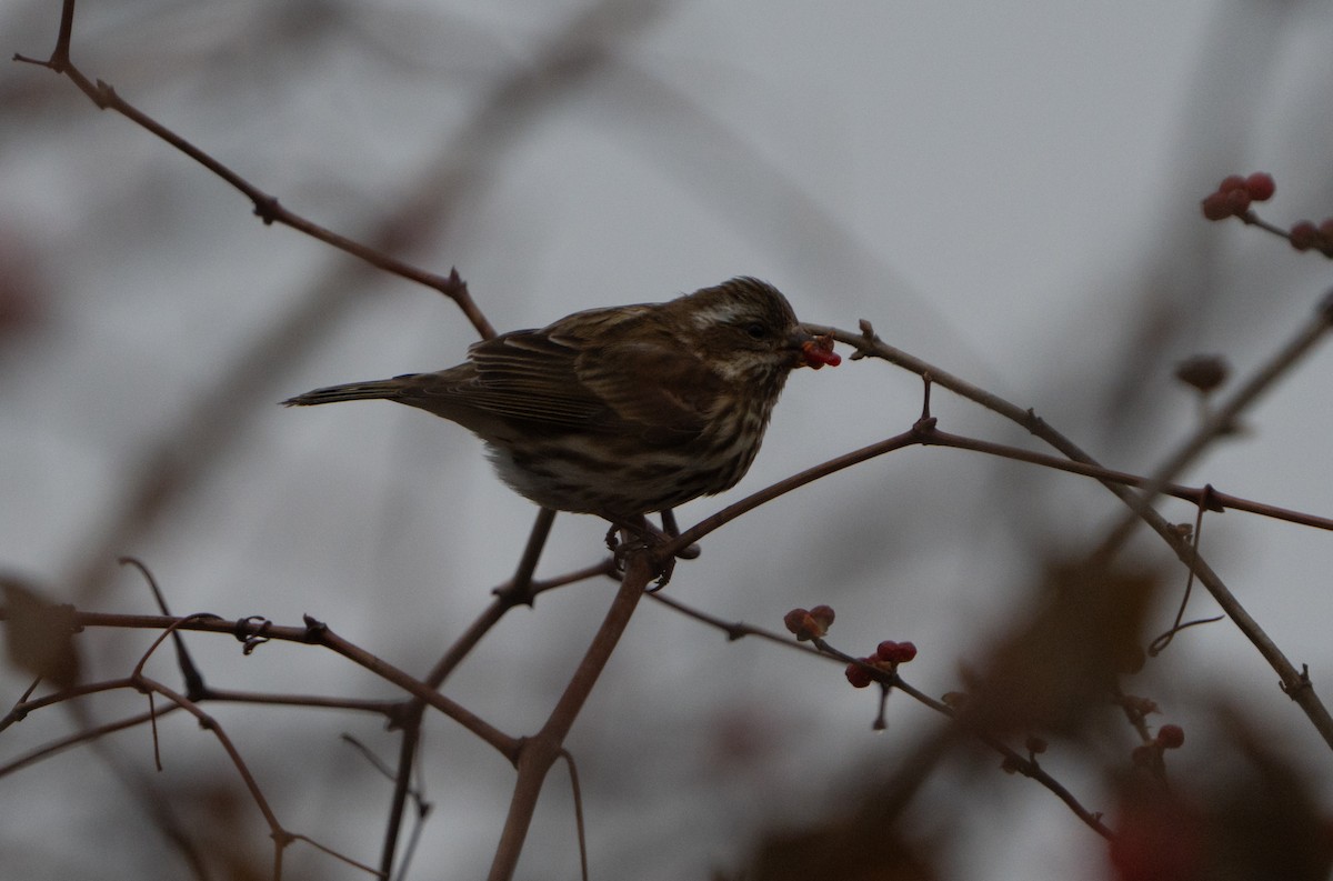 Purple Finch - ML627570377