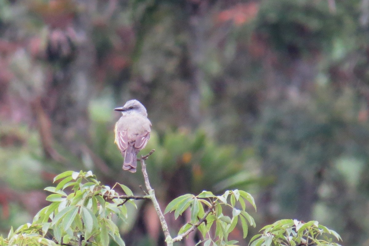 Tropical Kingbird - ML627570451