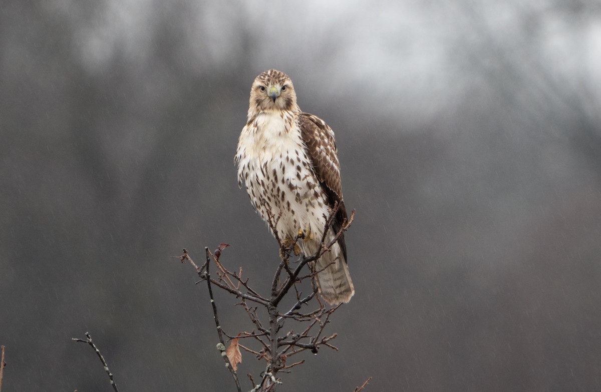 Red-tailed Hawk - ML627570459