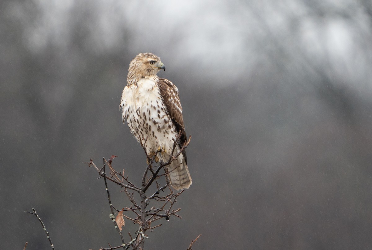 Red-tailed Hawk - ML627570460