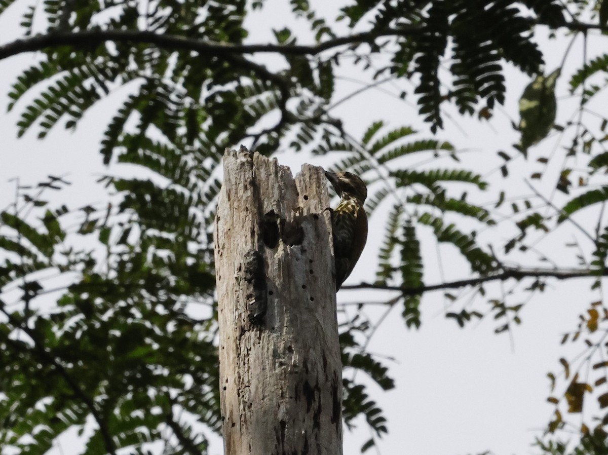 Melancholy Woodpecker - ML627570489