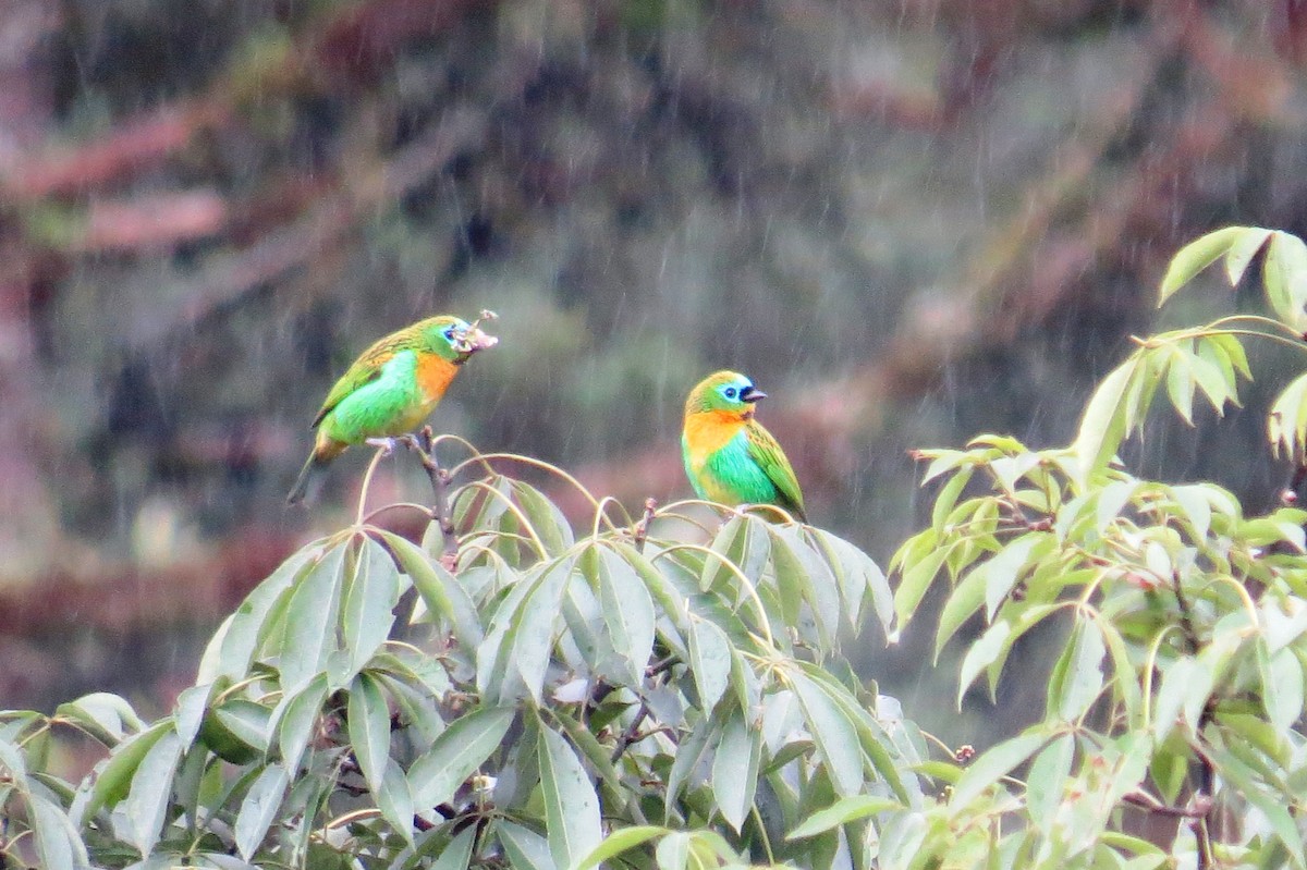 Brassy-breasted Tanager - ML627570498