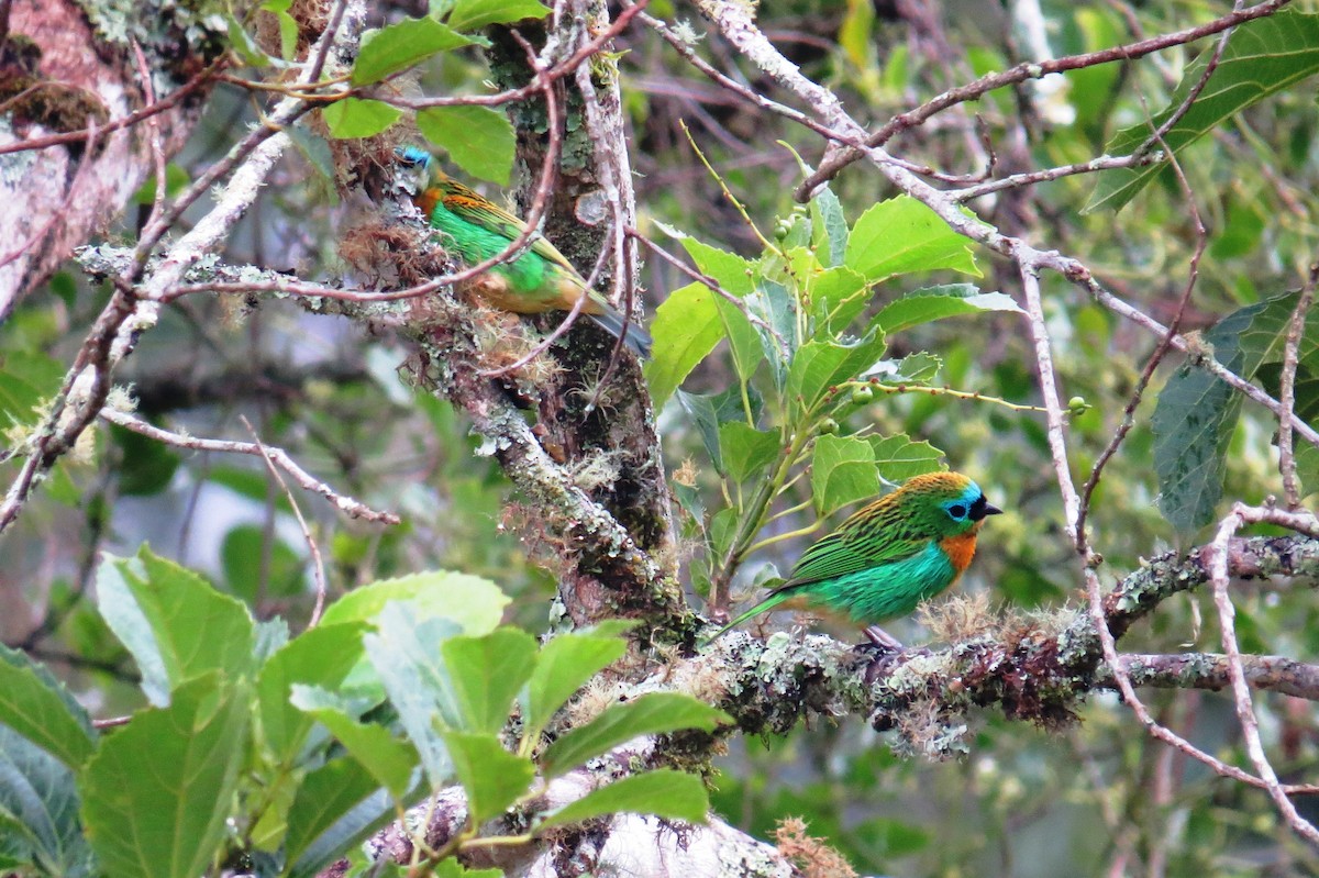 Brassy-breasted Tanager - ML627570500