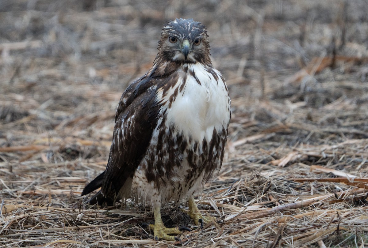 Red-tailed Hawk (abieticola) - ML627570527