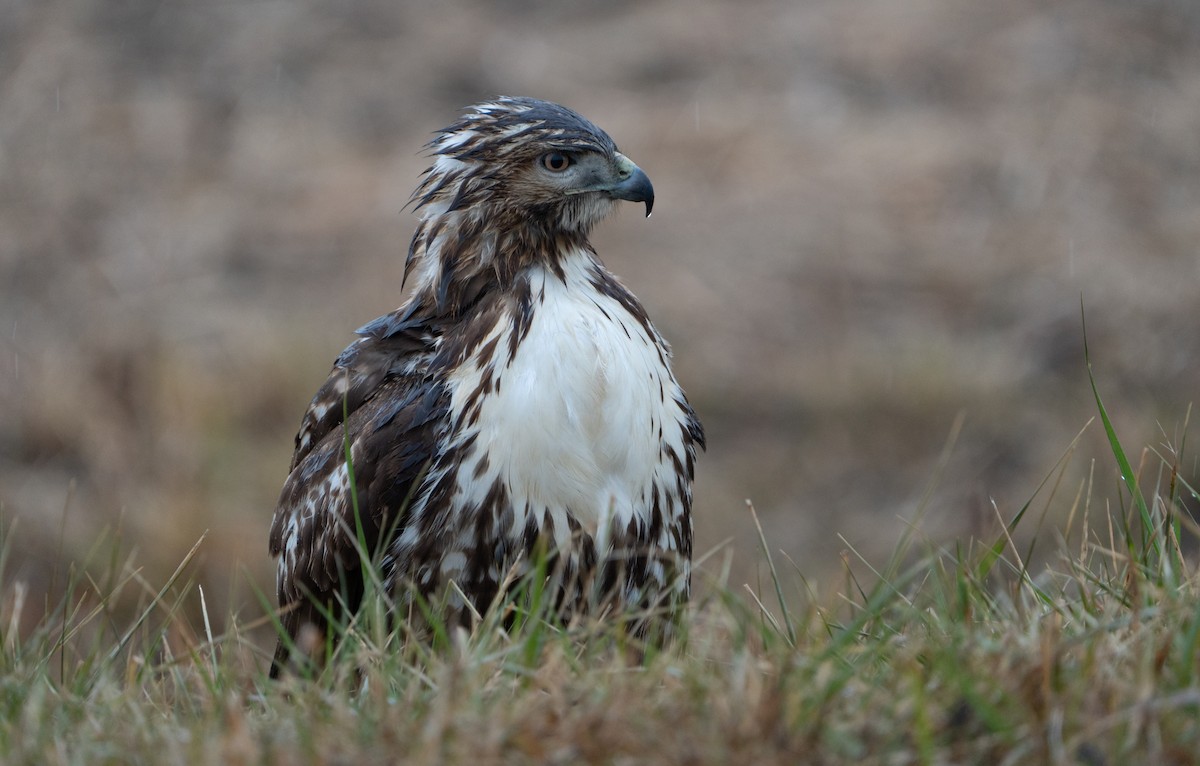 Red-tailed Hawk (abieticola) - ML627570528