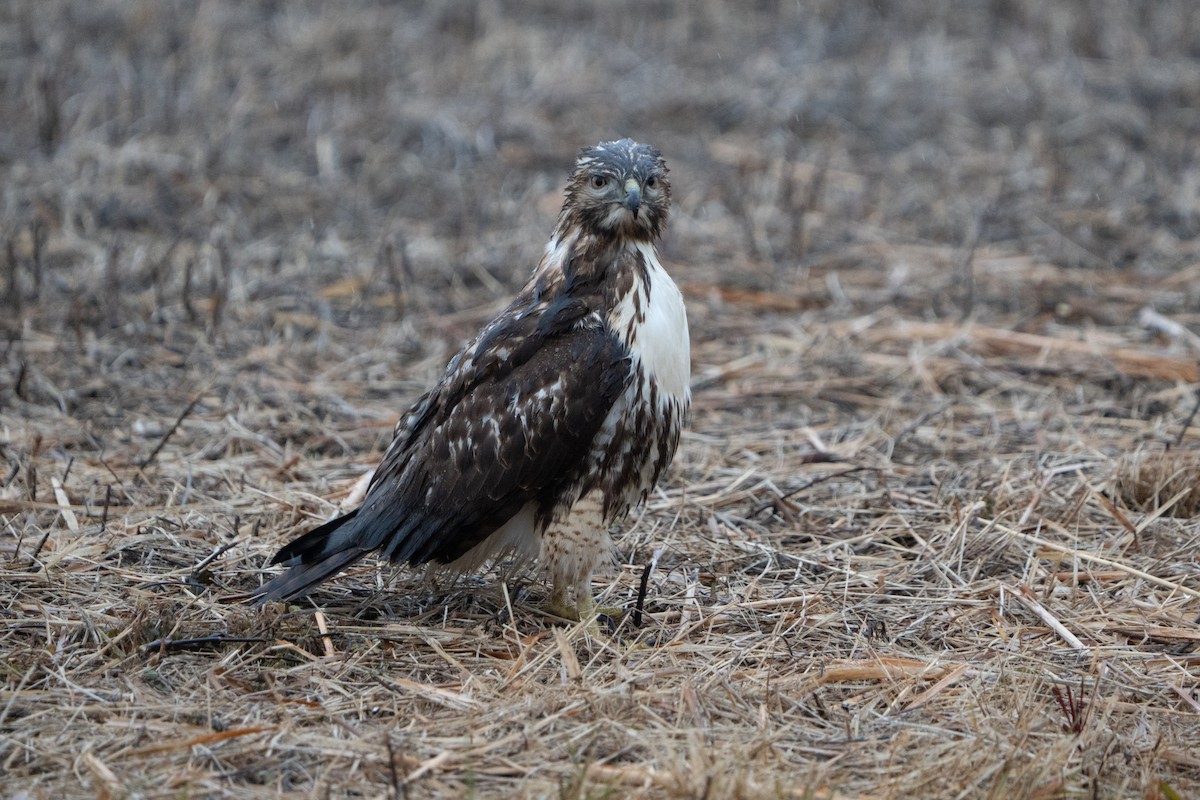 Red-tailed Hawk (abieticola) - ML627570529