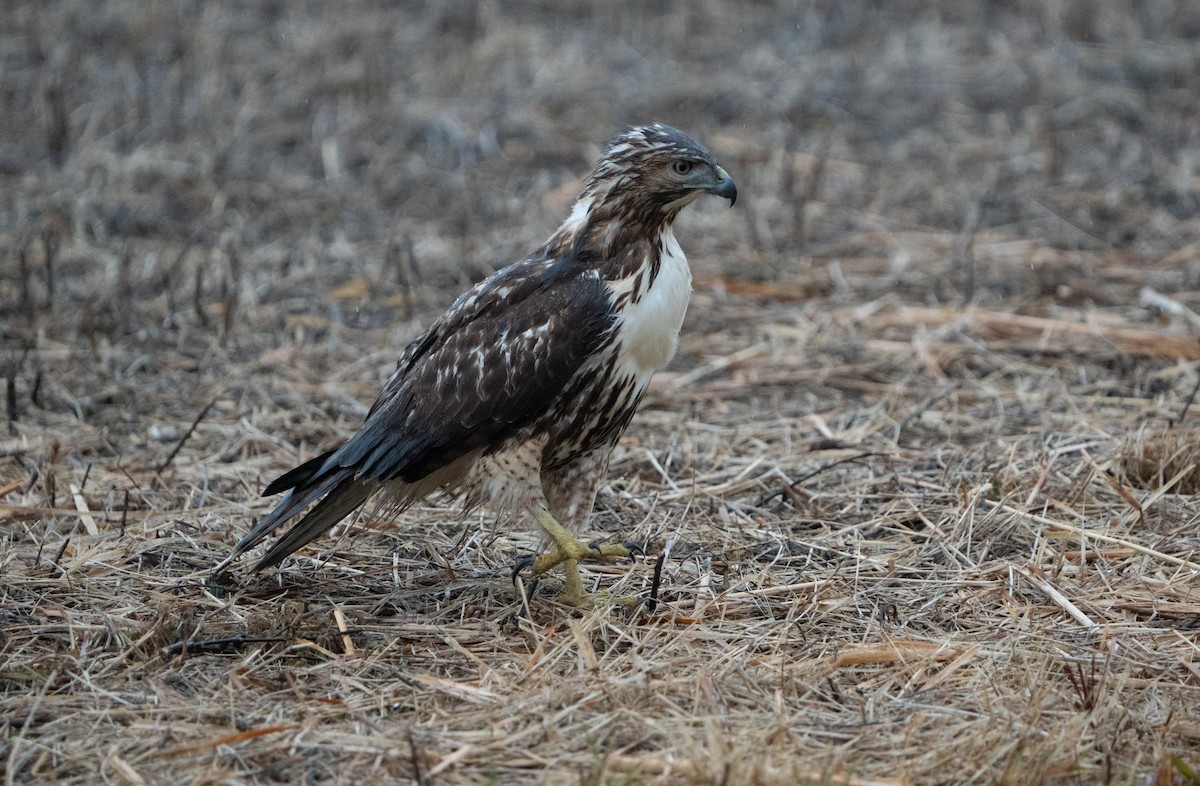 Red-tailed Hawk (abieticola) - ML627570530