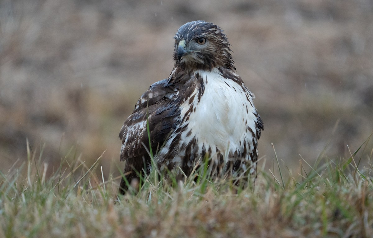 Red-tailed Hawk (abieticola) - ML627570531