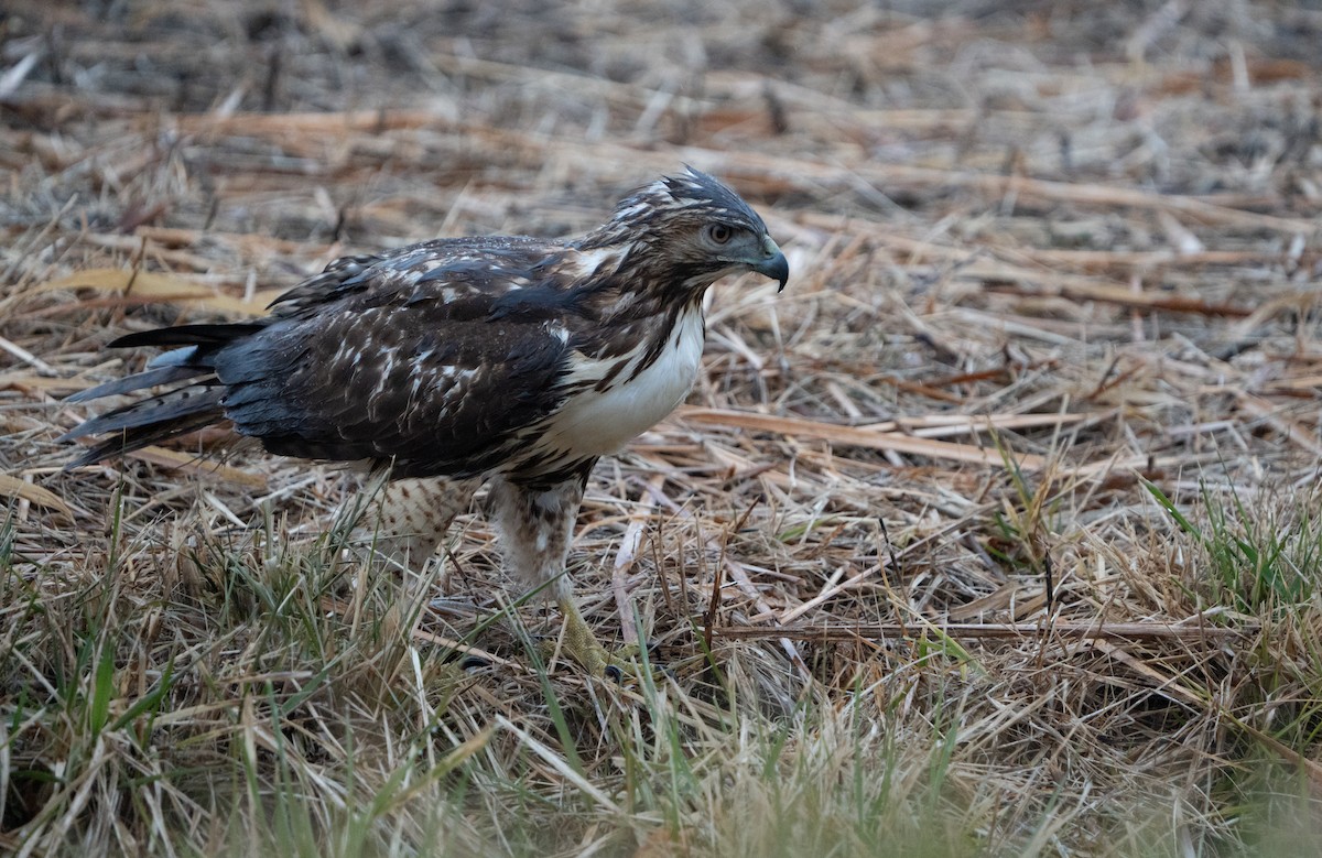 Red-tailed Hawk (abieticola) - ML627570532