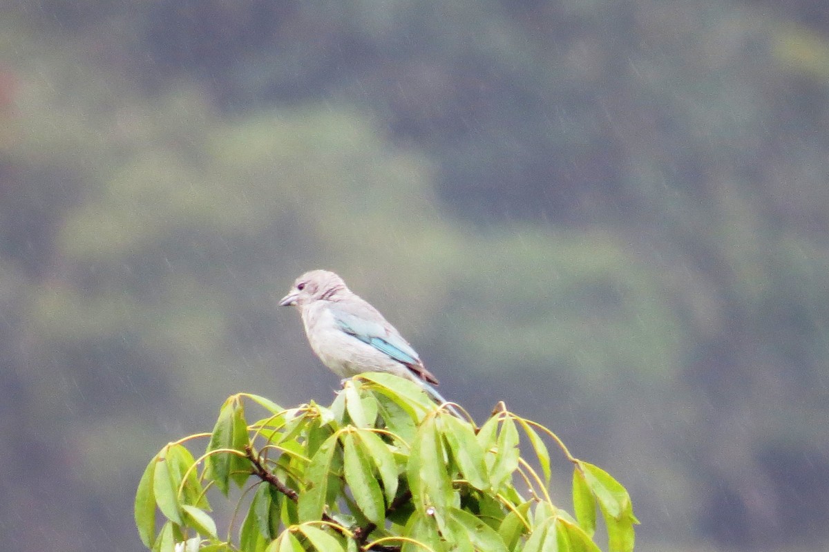 Sayaca Tanager - ML627570533