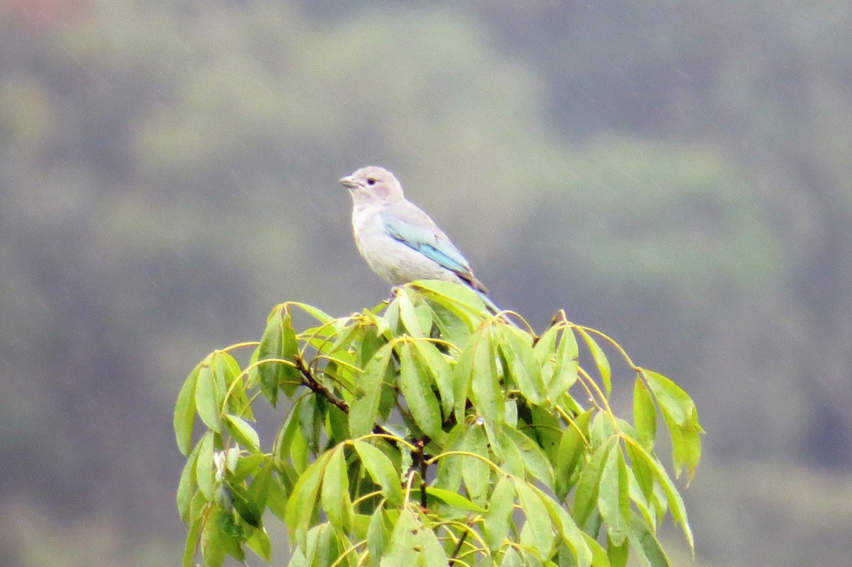 Sayaca Tanager - ML627570535