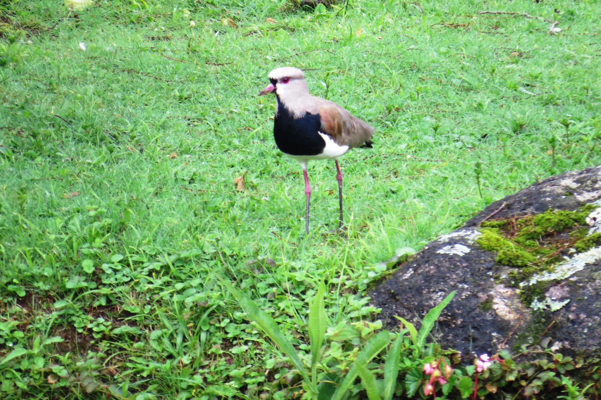 Southern Lapwing - ML627570564