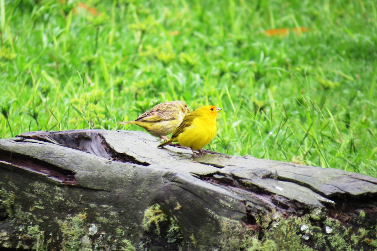 Saffron Finch - ML627570586