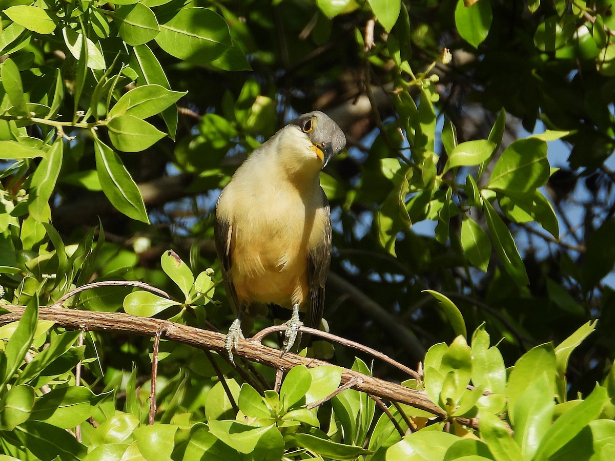 Mangrovekuckuck - ML627570606