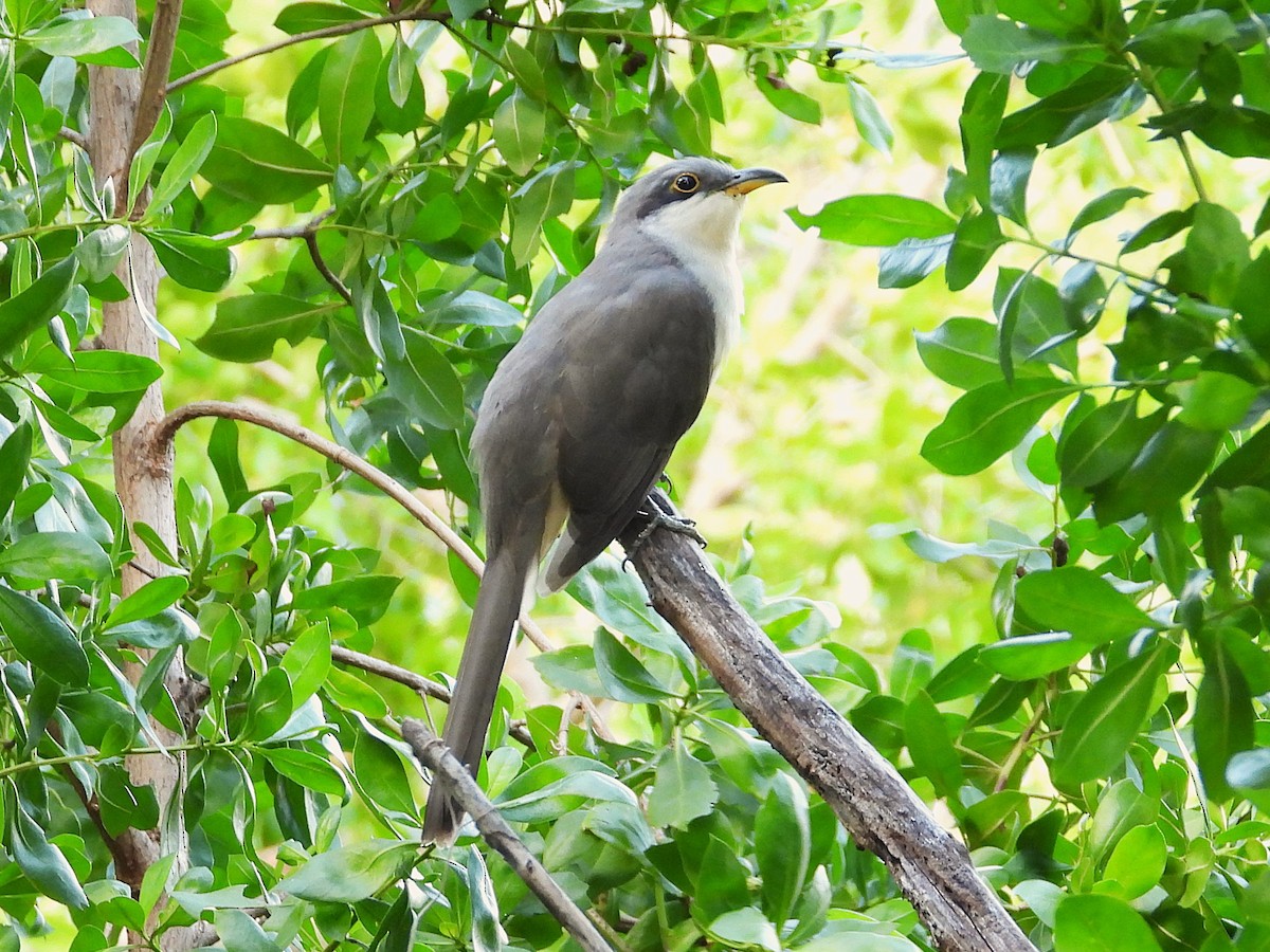 Mangrovekuckuck - ML627570607