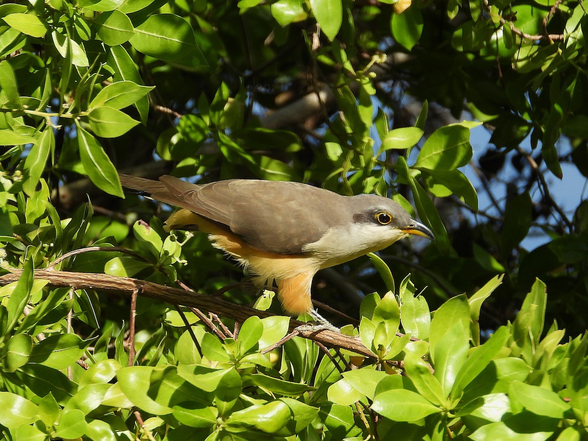 Mangrovekuckuck - ML627570608