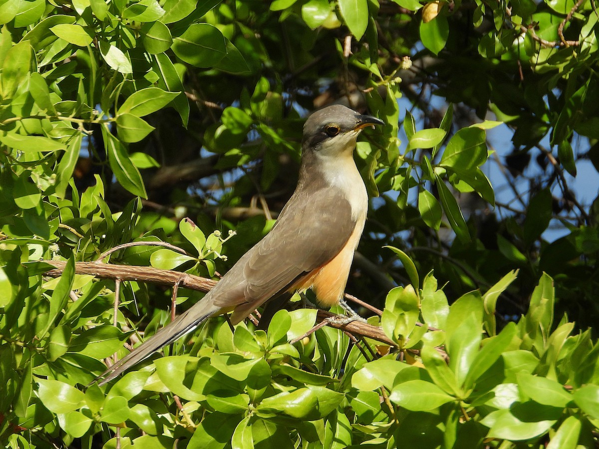 Mangrovekuckuck - ML627570609