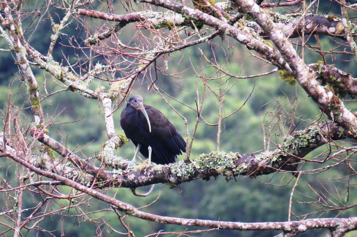 Green Ibis - ML627570636