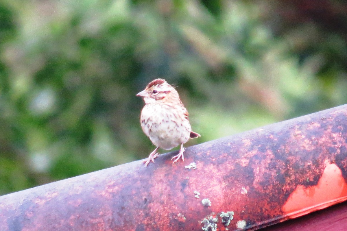 Rufous-collared Sparrow - ML627570660