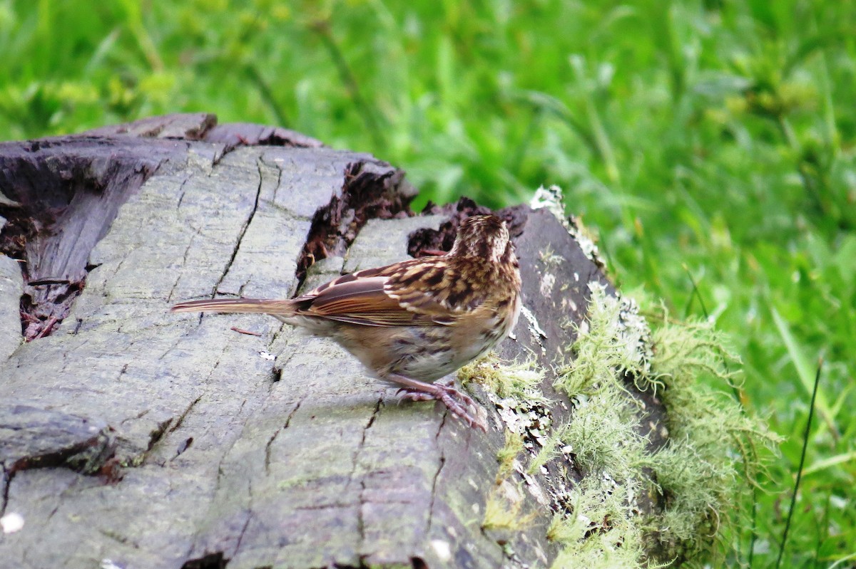 Rufous-collared Sparrow - ML627570661