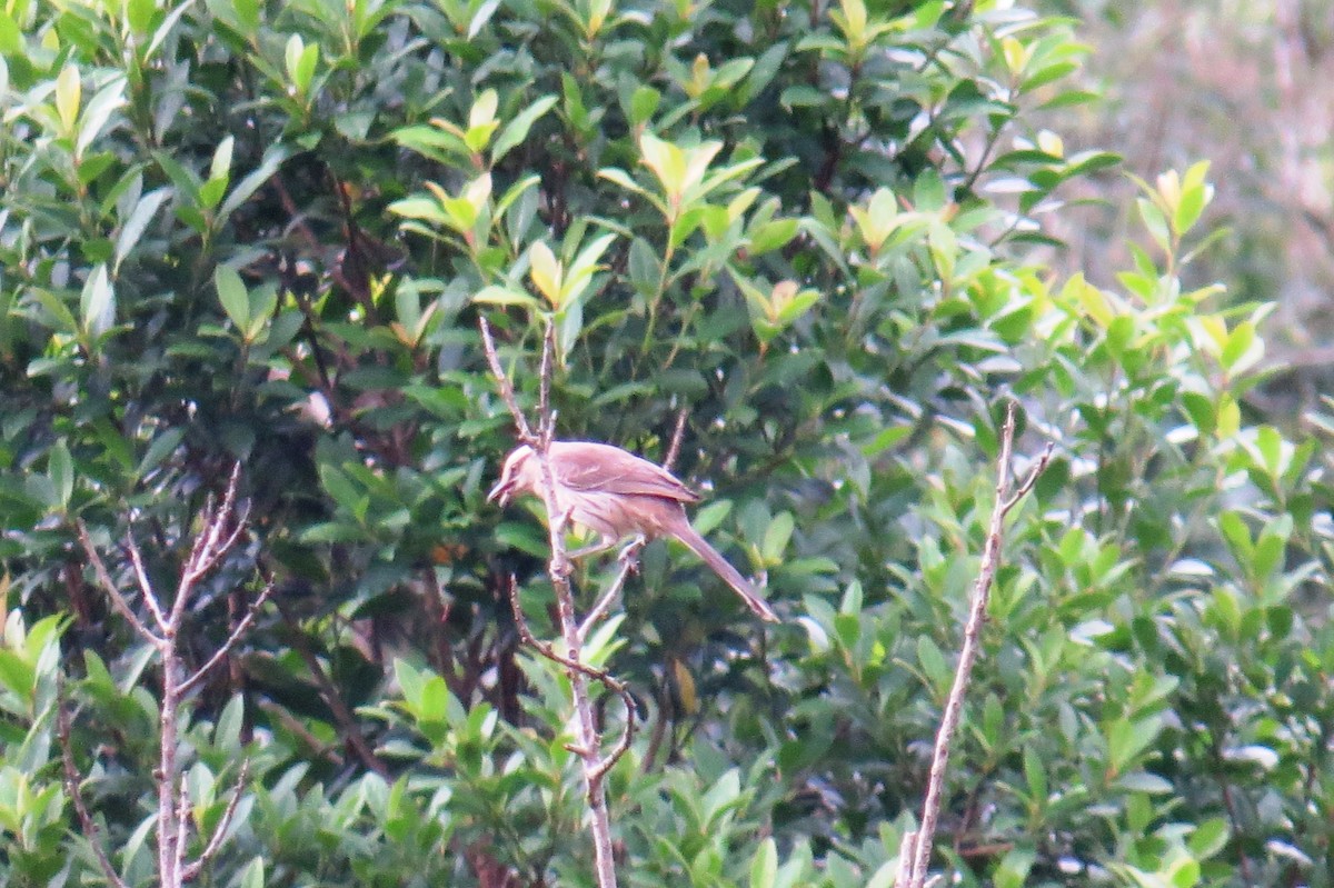 Chalk-browed Mockingbird - ML627570689