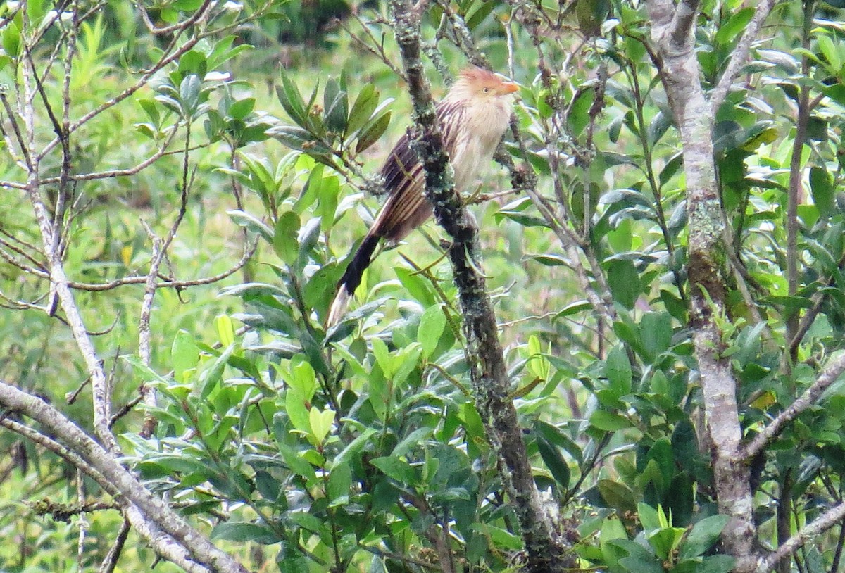 Guira Cuckoo - ML627570712