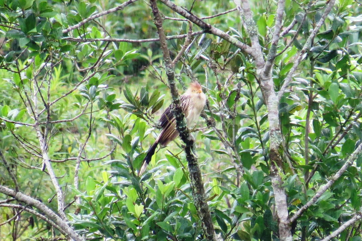 Guira Cuckoo - ML627570713