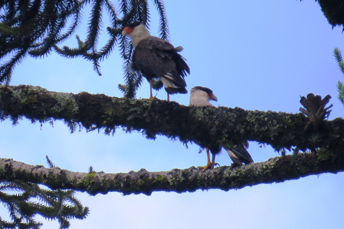 Crested Caracara - ML627570754