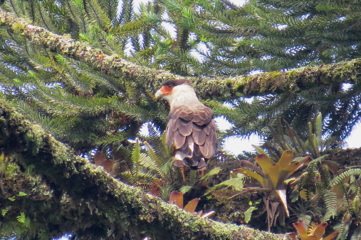 Crested Caracara - ML627570755