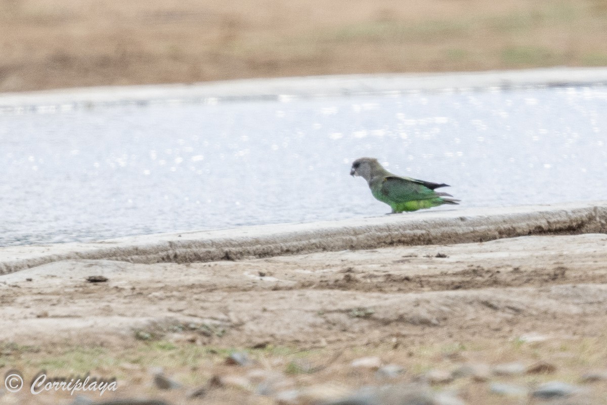 チャガシラハネナガインコ - ML627570828