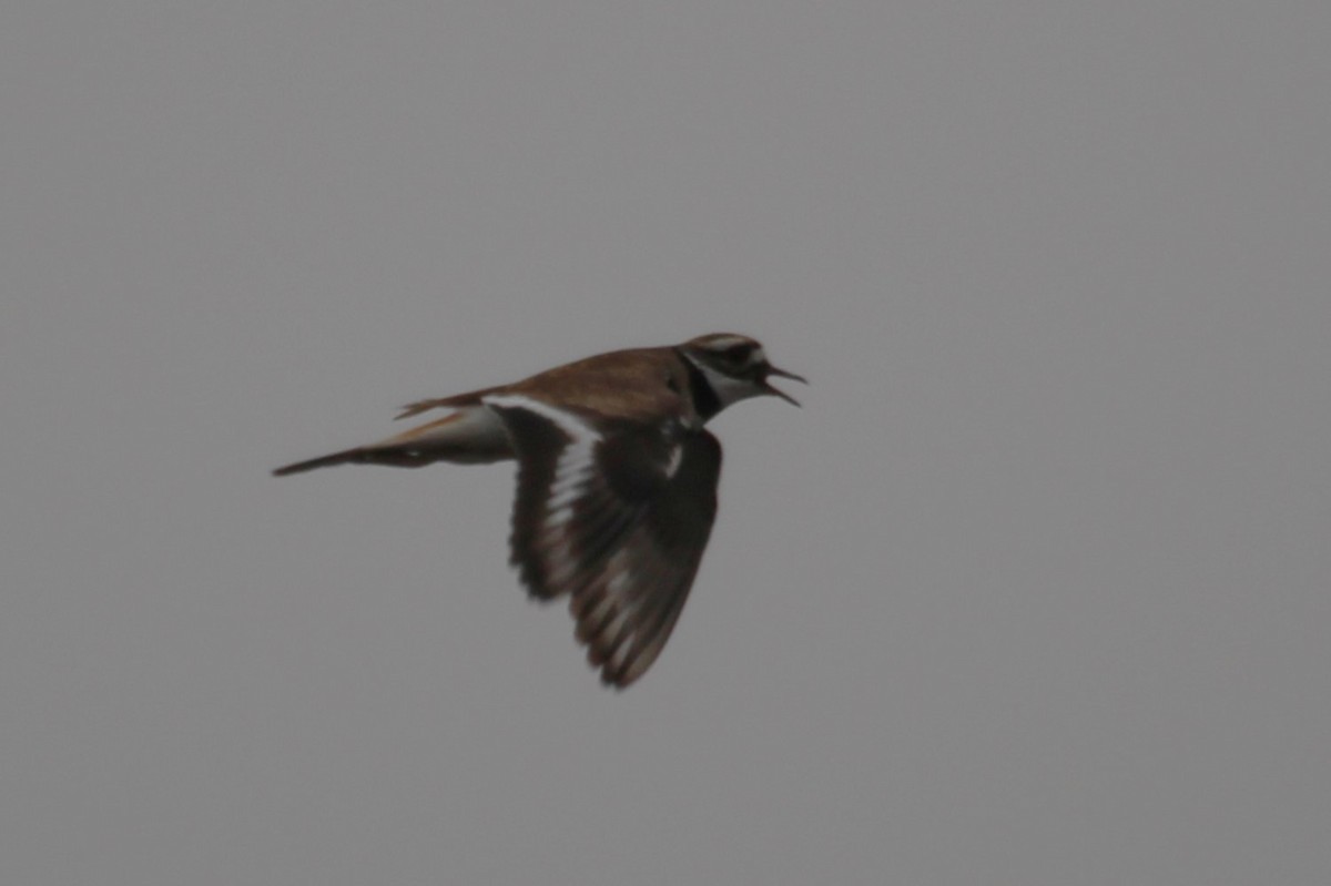 Killdeer - ML627570838