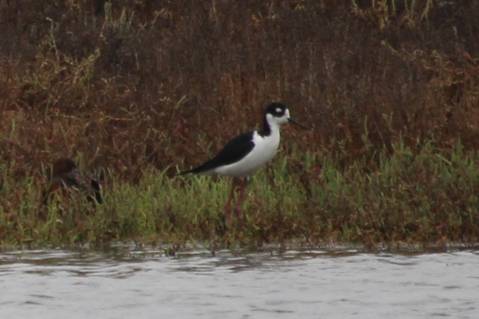 Black-necked Stilt - ML627570853