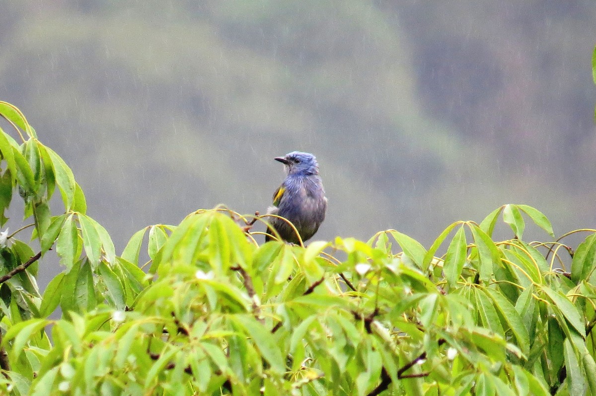 Golden-chevroned Tanager - ML627570910