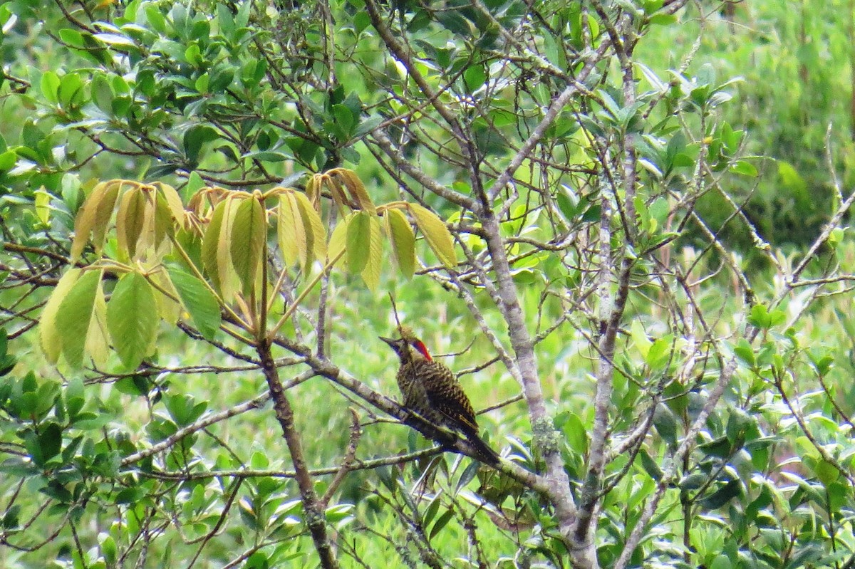 Green-barred Woodpecker - ML627570939