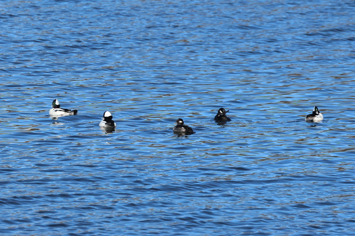 Bufflehead - ML627570977
