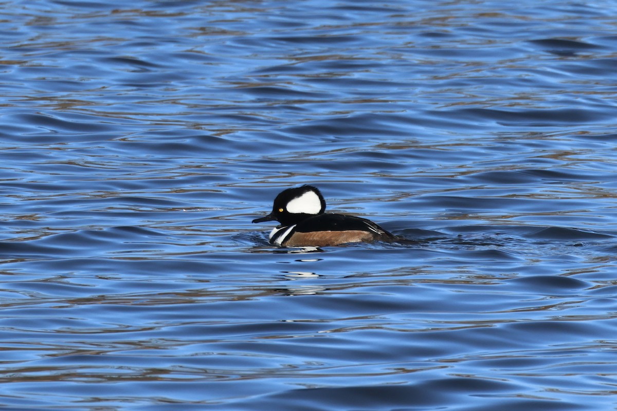 Hooded Merganser - ML627570979