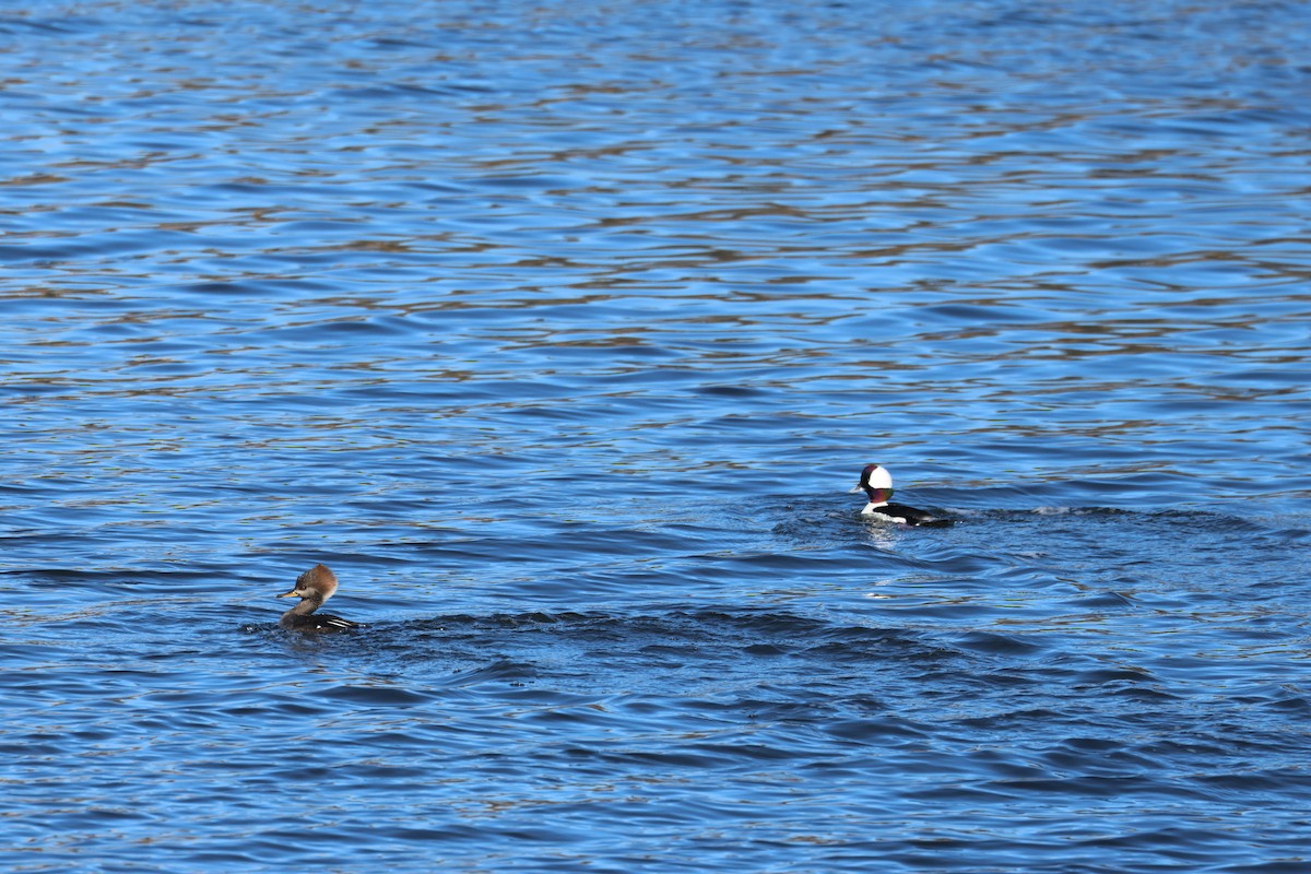Hooded Merganser - ML627570980