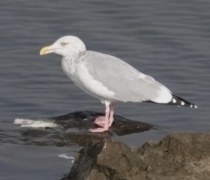 American Herring Gull - ML627571071