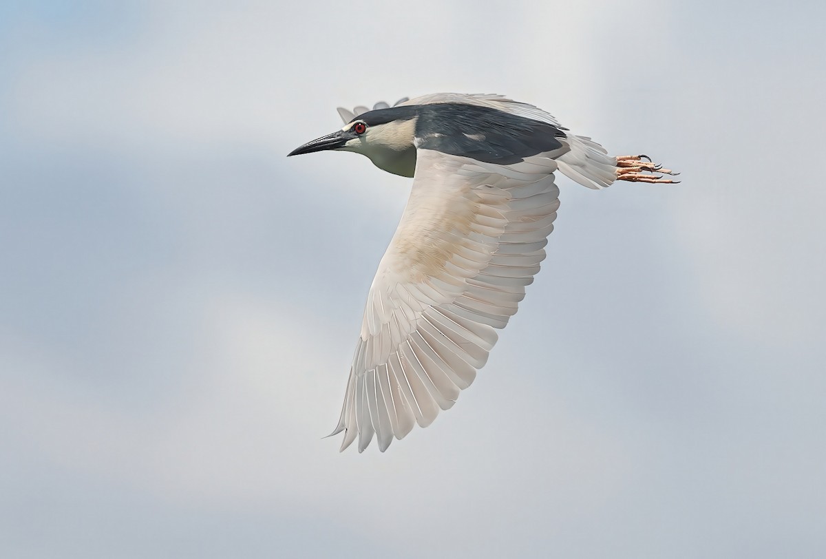 Black-crowned Night Heron - ML627571276