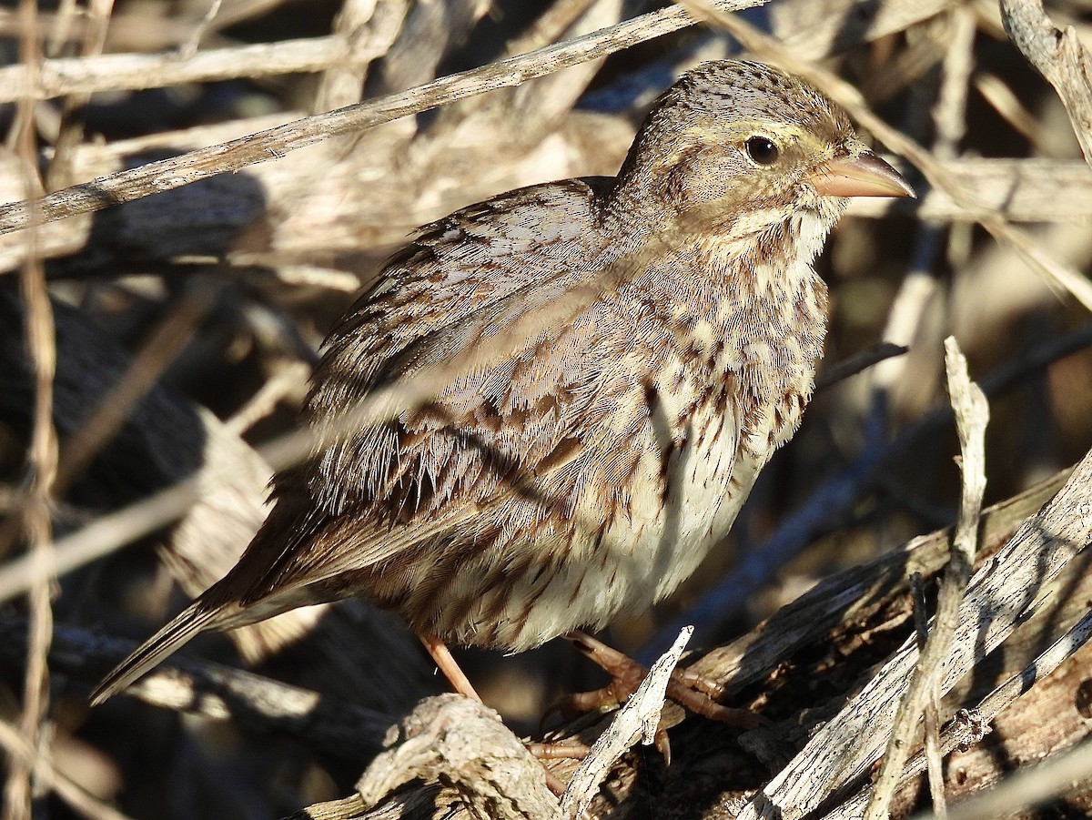 strnadec luční (ssp. rostratus/atratus) - ML627571369