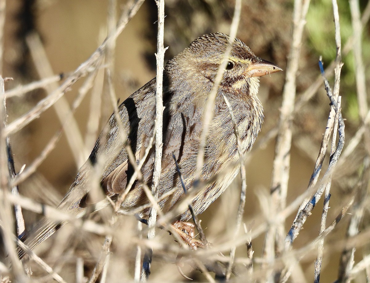strnadec luční (ssp. rostratus/atratus) - ML627571370