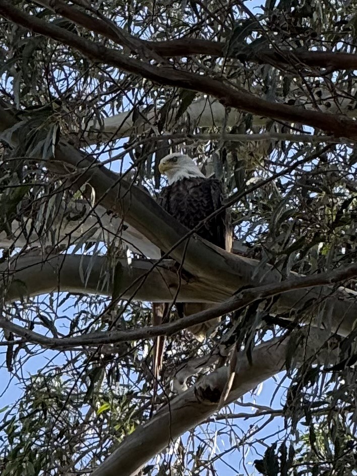 Bald Eagle - ML627571510