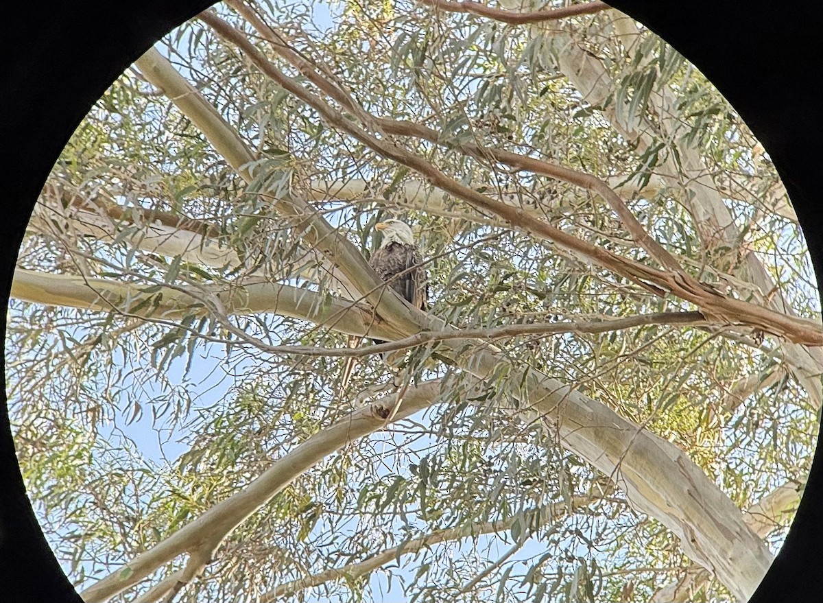 Bald Eagle - ML627571511